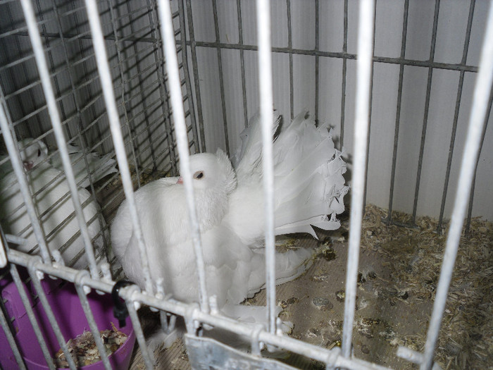 SDC12597