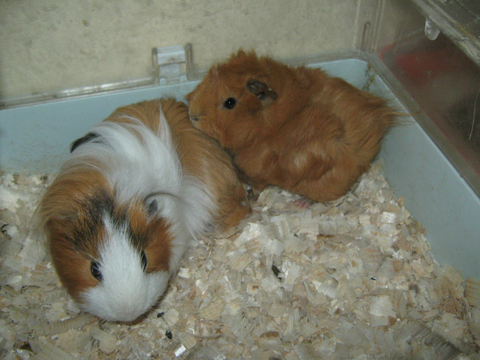 PORC SPINOS SI NINI2 A CINCEA PERECHE