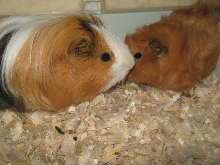 PORC SPINOS SI NINI2 A CINCEA PERECHE