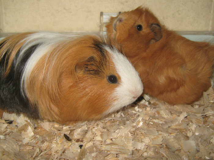 PORC SPINOS SI NINI2 A CINCEA PERECHE