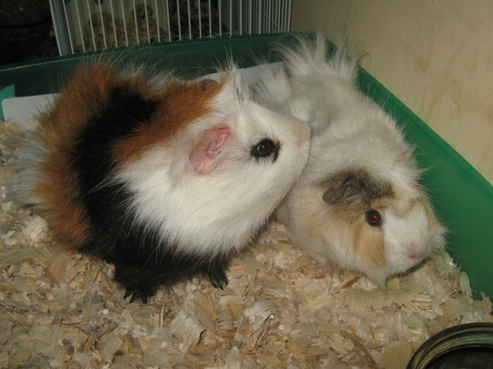 PUFI SI KAT A SASEA PERECHE