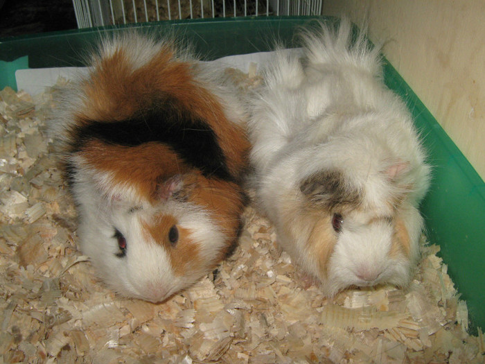 PUFI SI KAT A SASEA PERECHE