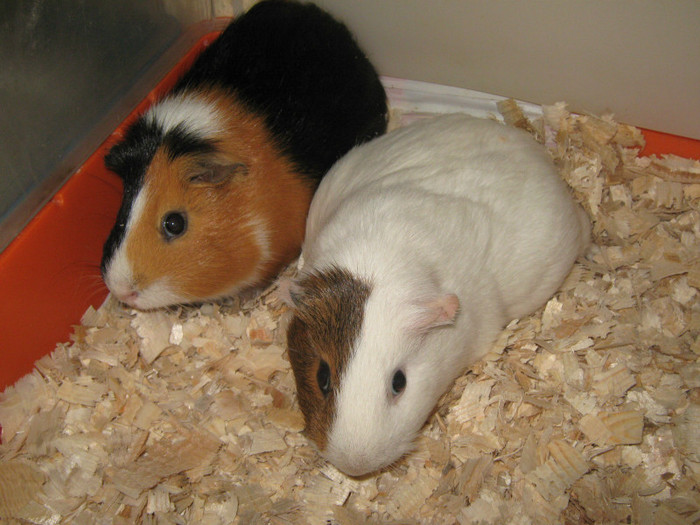 CORCHI SI MARIA A SAPTEA PERECHE