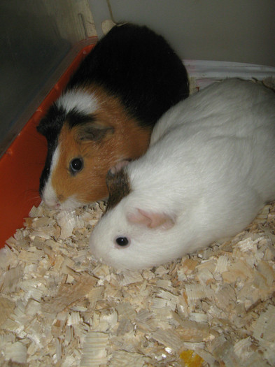 CORCHI SI MARIA A SAPTEA PERECHE