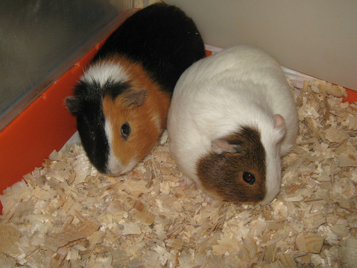 CORCHI SI MARIA A SAPTEA PERECHE