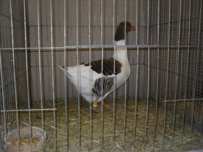 SDC12677