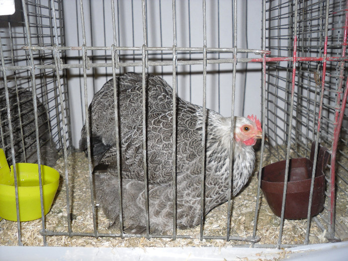 SDC12377