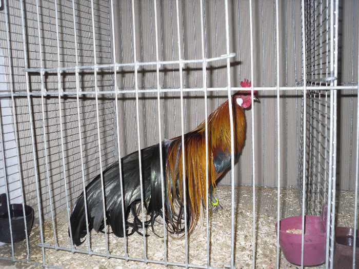 SDC12390