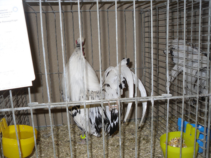 SDC12410