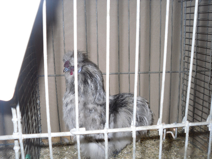 SDC12413