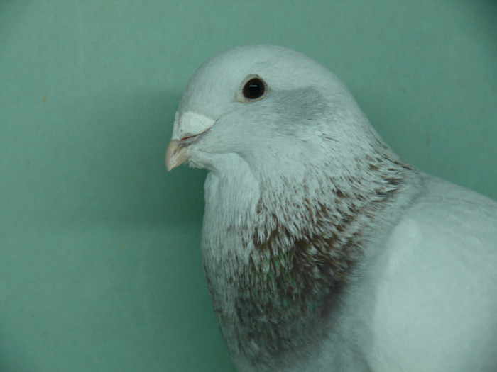 Mascul 2011