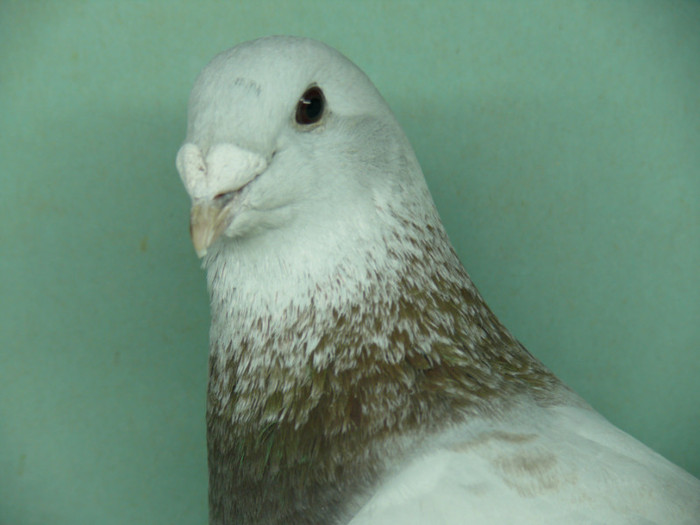 Mascul 2011
