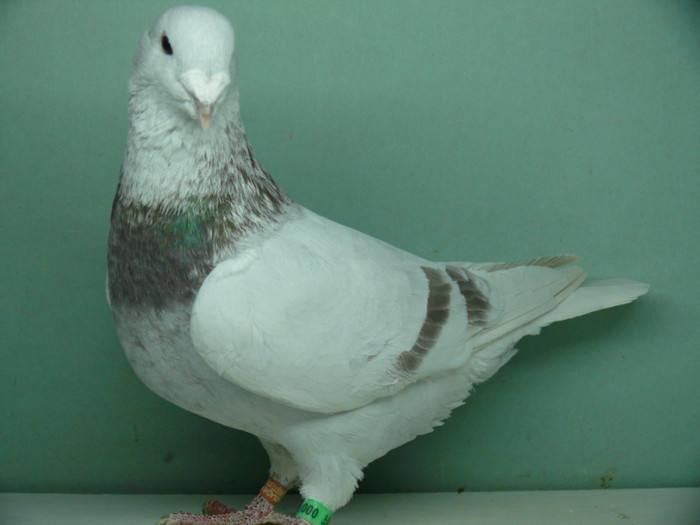 Mascul 2011