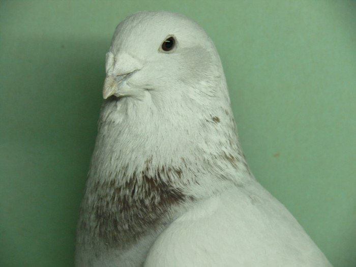 Mascul 2011