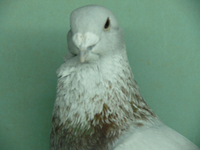 Mascul 2011