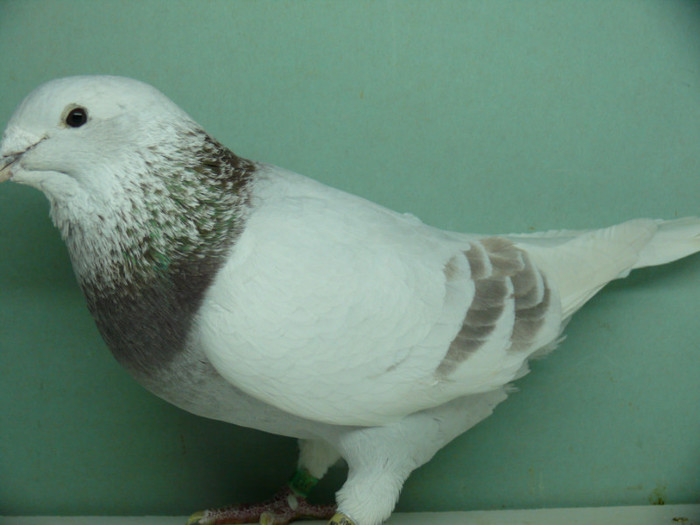Mascul 2011