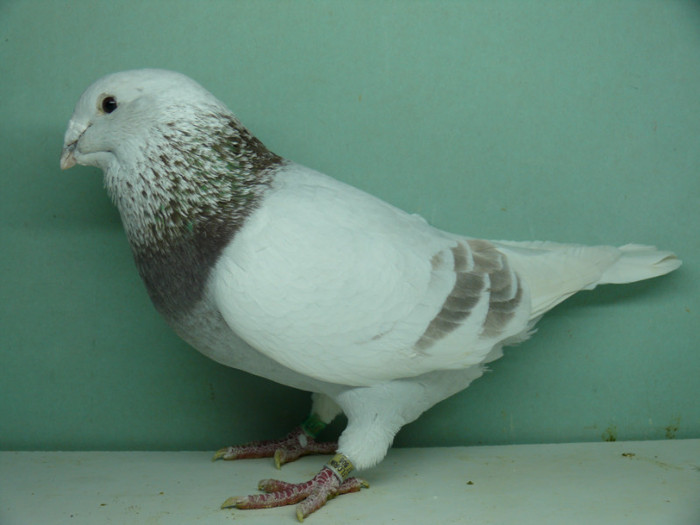 Mascul 2011