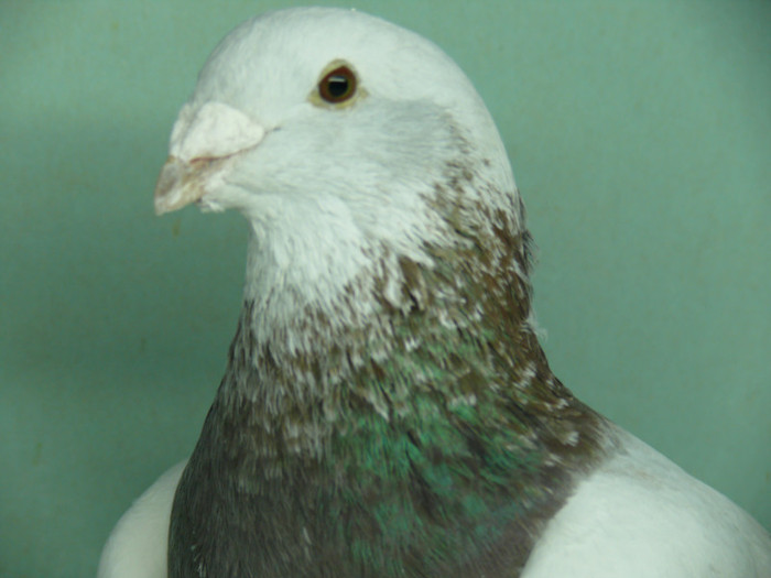 Mascul 2011