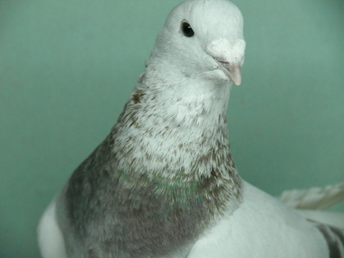 Mascul 2011
