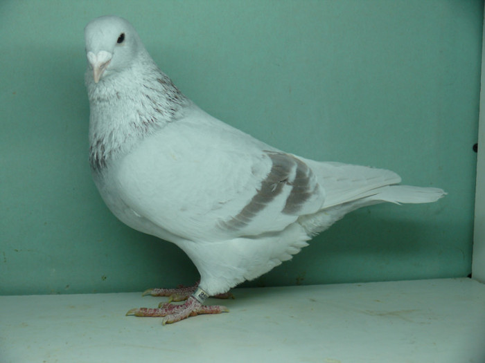Mascul 2011