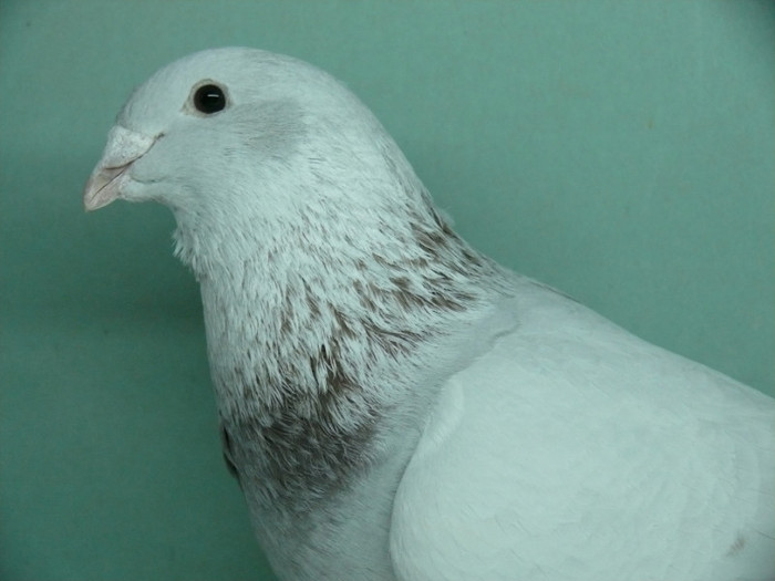 Mascul 2011