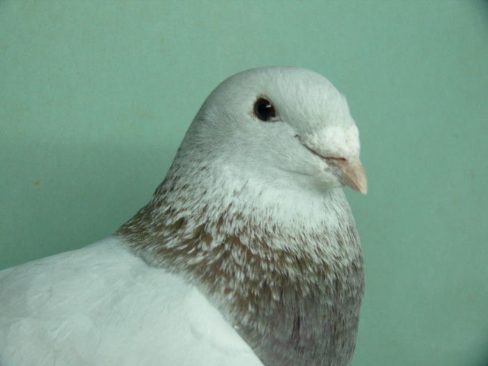 Mascul 2011
