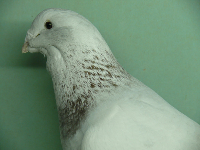 Mascul 2011