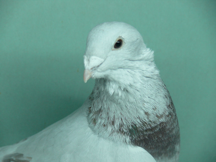 Mascul 2011