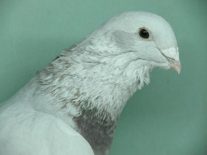 Mascul 2011