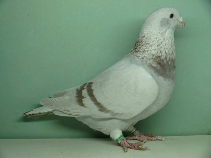 Femela 2011
