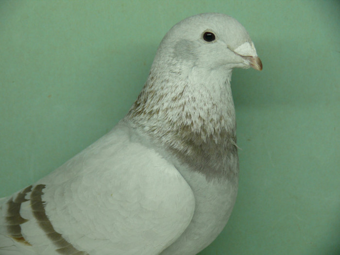 Femela 2011