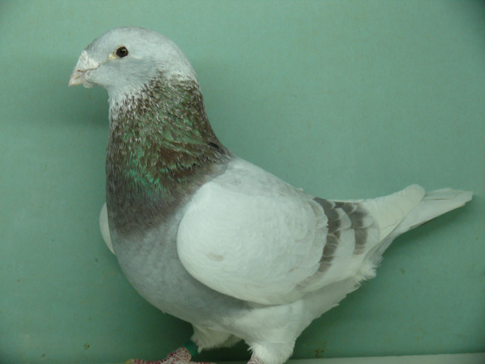 Mascul 2008