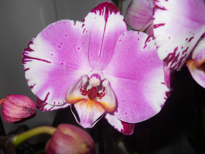 DSCN1483 - orhidee