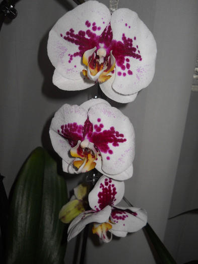 DSCN1484 - orhidee
