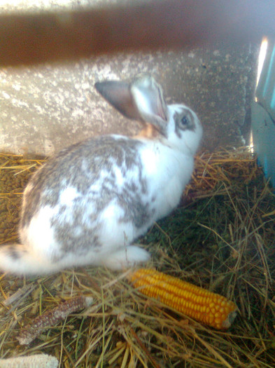 vandut - 3-matca iepuri 2012