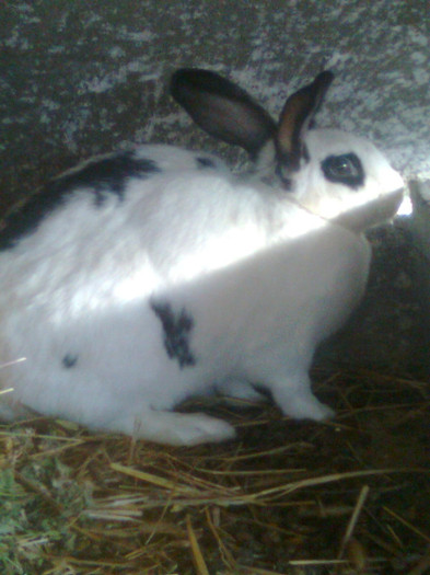 vandut - 3-matca iepuri 2012