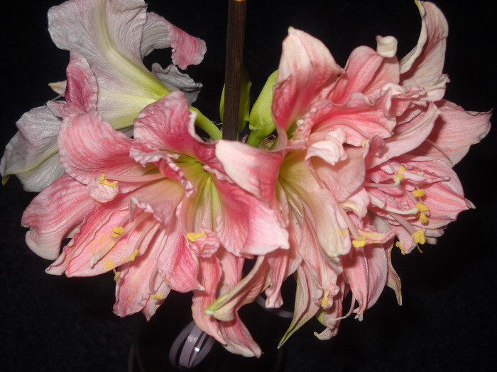 10 Decembrie 2011-primita,cadou