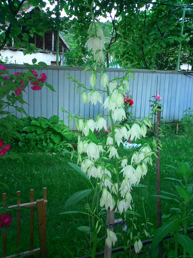 CIMG0047 - Yucca 2011