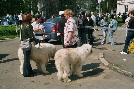 targoviste 2005 ge 10 - Targoviste 08-05-2005