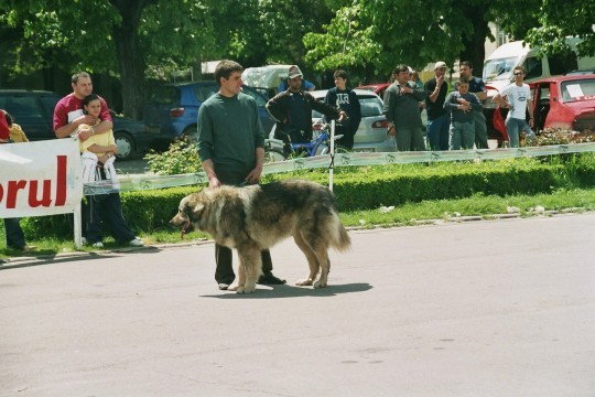 Gales de Simion - Targoviste 08-05-2005