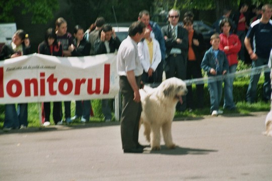 Bagheera de Banie 1 - Targoviste 08-05-2005