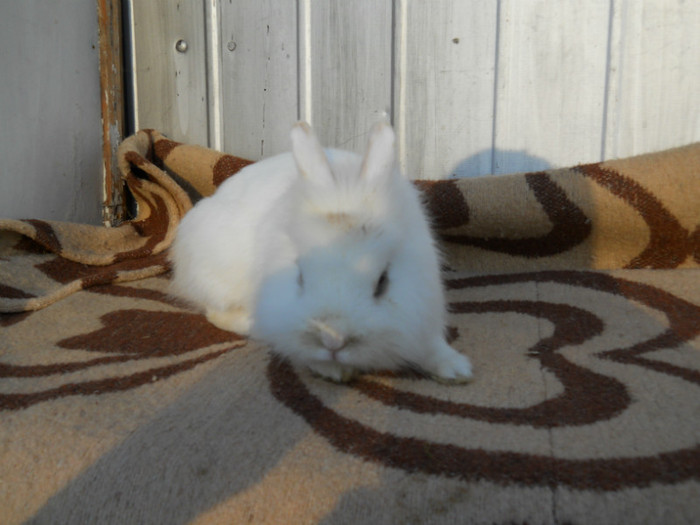 Poze noi dec. 2011 010