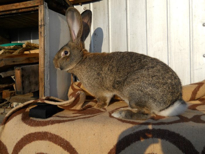 Poze noi dec. 2011 016