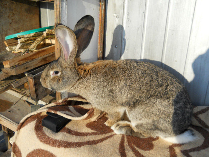 Poze noi dec. 2011 018