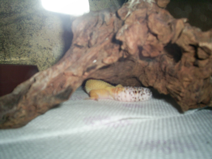 S5026669 - Gecko leopard