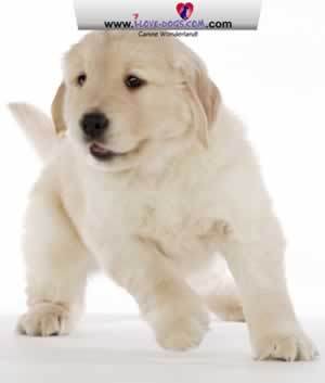 Cute-Dog-Screensaver - Love doggies