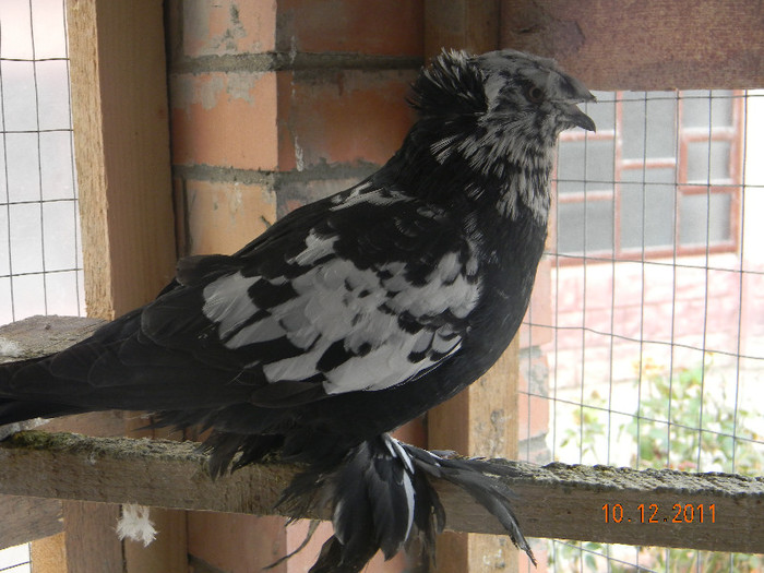 tobosar german pui 2011