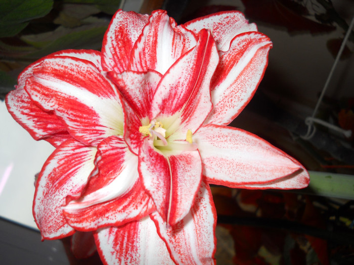 DSCN2217