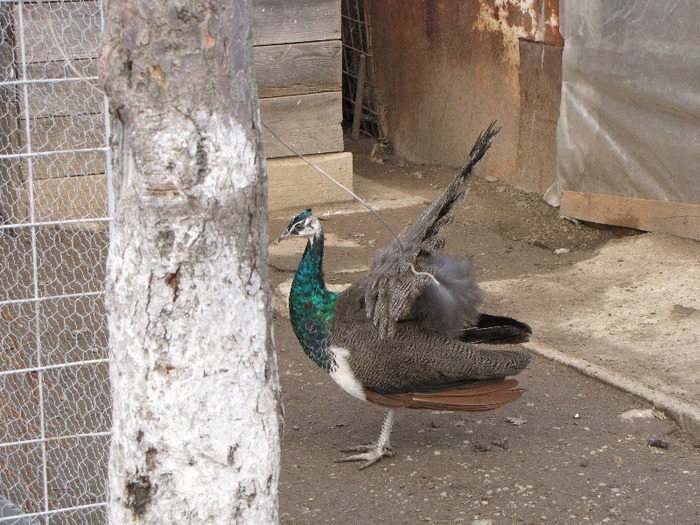 IMG_5981 - 7_poze noi 12-12-2011