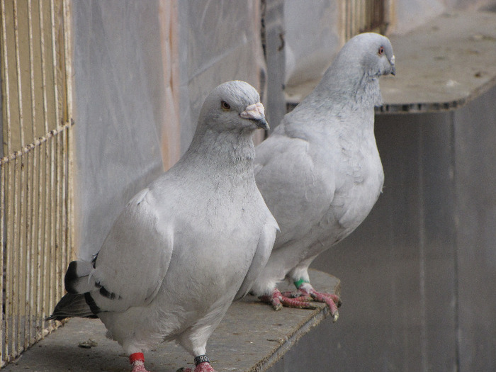 IMG_6024 - 7_poze noi 12-12-2011